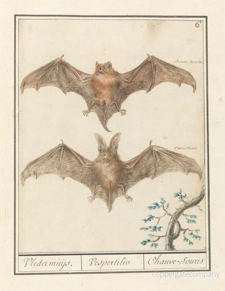 Målning Gladneus vleermuis Vespertilionidae Vledermuijs Vespertilio Chauvesouris - Anselmus Botius de Boodt - Bild 2