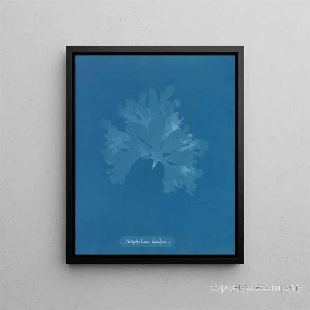 Målning Nitophyllum Gmeleni - Anna Atkins