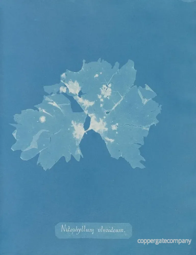 Målning Nitophyllum ulvoideum - Anna Atkins - Bild 2