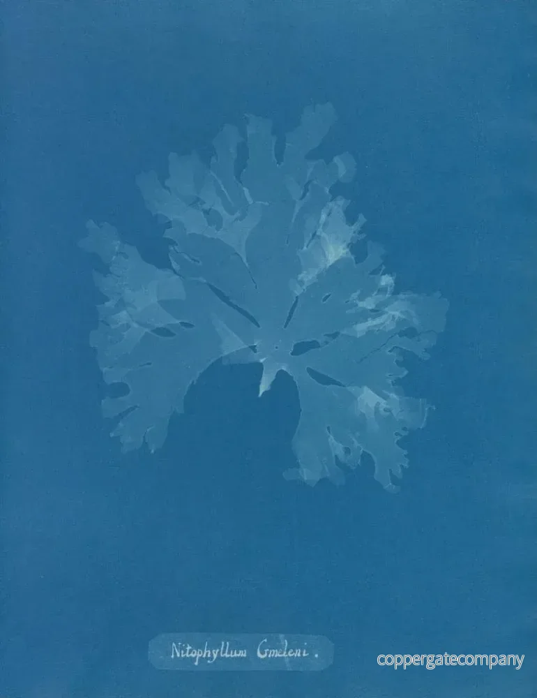 Målning Nitophyllum Gmeleni - Anna Atkins - Bild 2