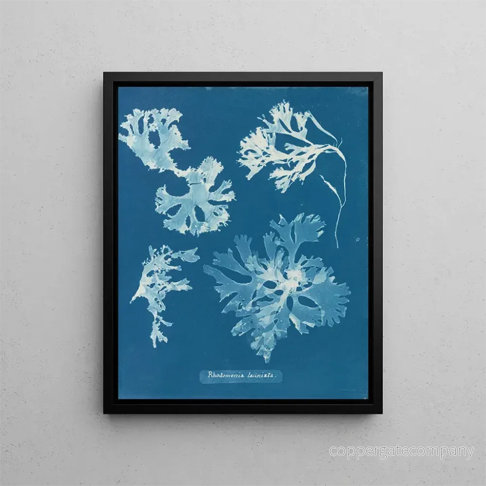 Målning Rhodoménie laciniata - Anna Atkins | Konsttryck