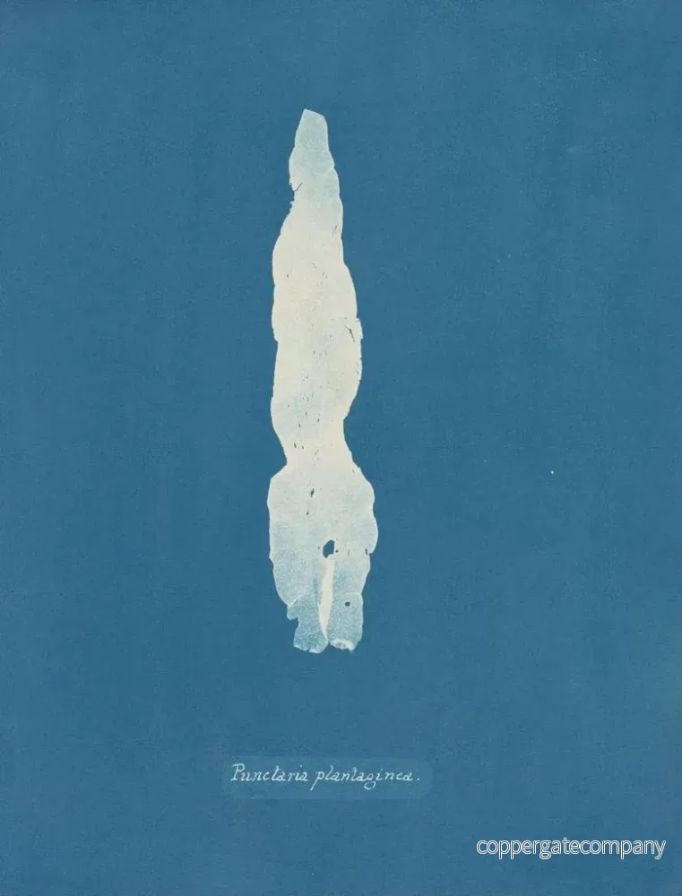 Målning av Punctaria plantaginea - Anna Atkins | Konsttryck - Bild 2