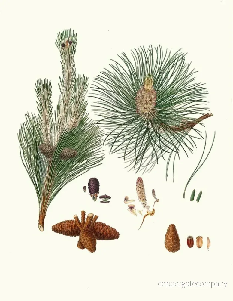 Målning Pinus resinosa - Aylmer Bourke Lambert - Bild 2