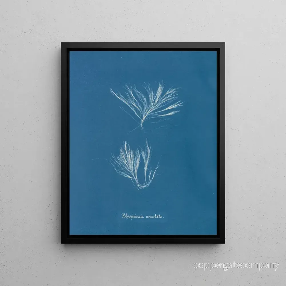 Målning Polysiphonia urceolata - Anna Atkins