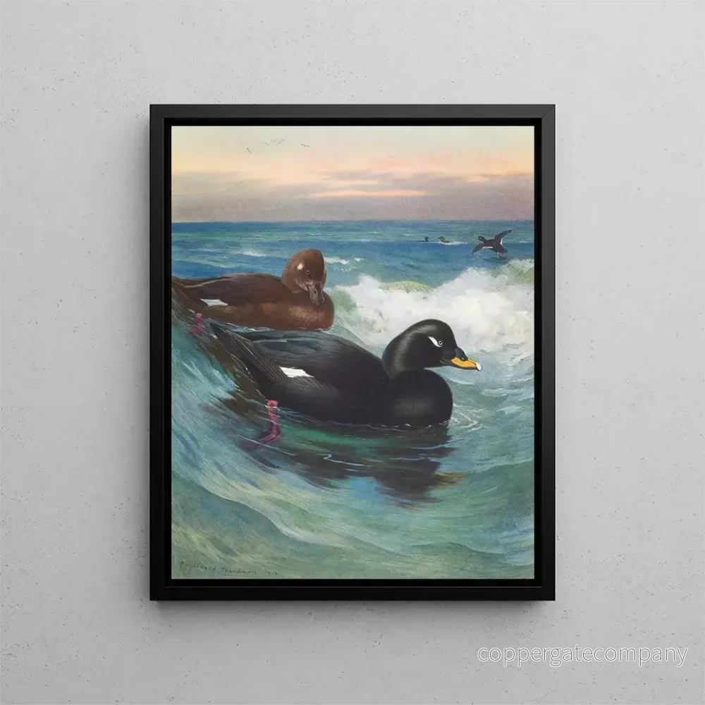 Målning Macreuse à velours - Archibald Thorburn | Konsttryck