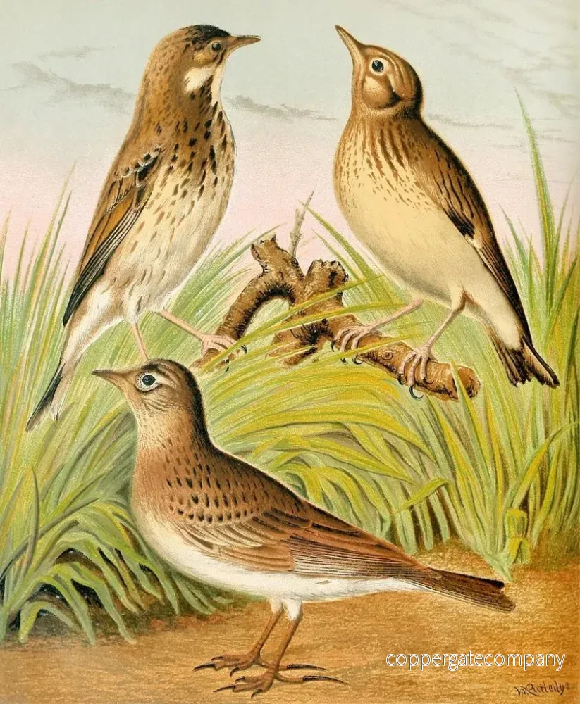 Målning Pipit des arbres, alouette, et lulu - W. A. Blakston | Konsttryck - Bild 2