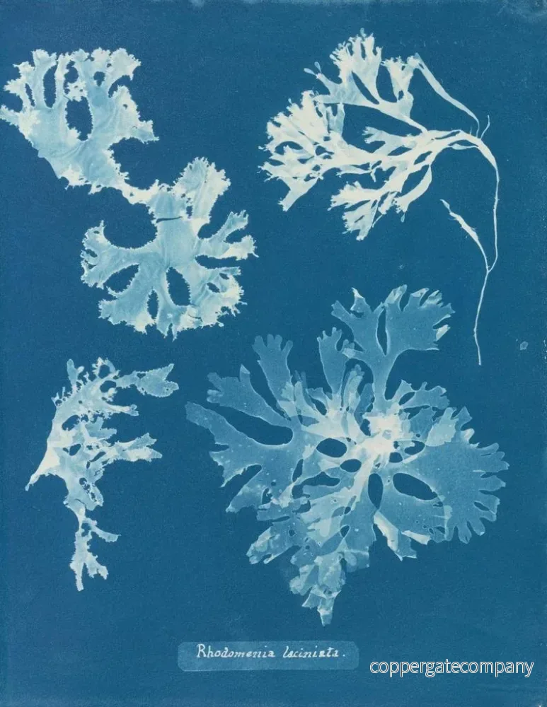 Målning Rhodoménie laciniata - Anna Atkins | Konsttryck - Bild 2
