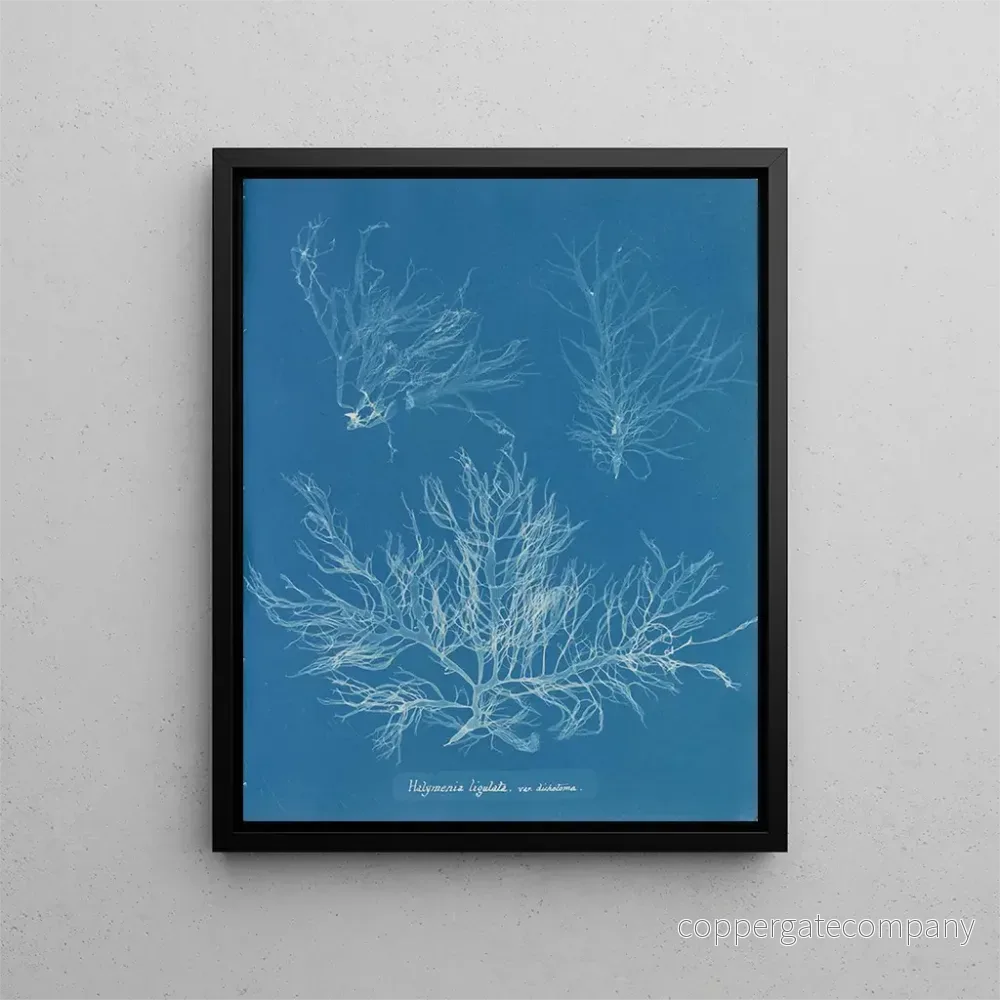 Målning Halymenia ligulata var. dichotome - Anna Atkins | Konsttryck