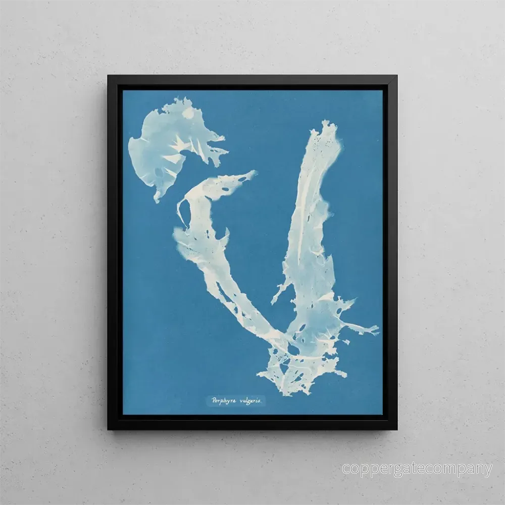 Målning Porphyra vulgaris - Anna Atkins | Konsttryck