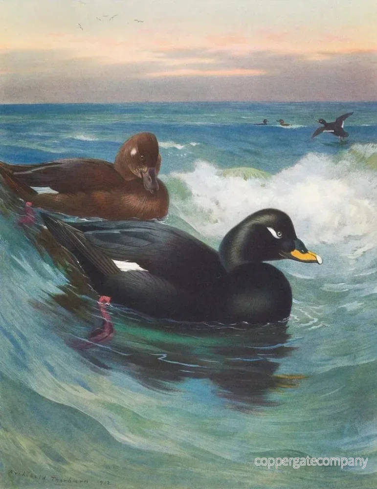 Målning Macreuse à velours - Archibald Thorburn | Konsttryck - Bild 2