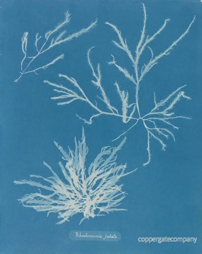 Målning Rhodoménie jubata - Anna Atkins | Konsttryck - Bild 2