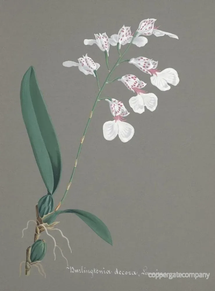 Målning Collection d'orchidées Pl79 - Anonym | Konsttryck - Bild 2