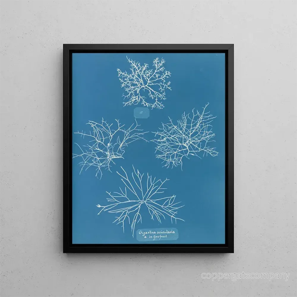Målning Gigartina acicularis med vackra frukter - Anna Atkins
