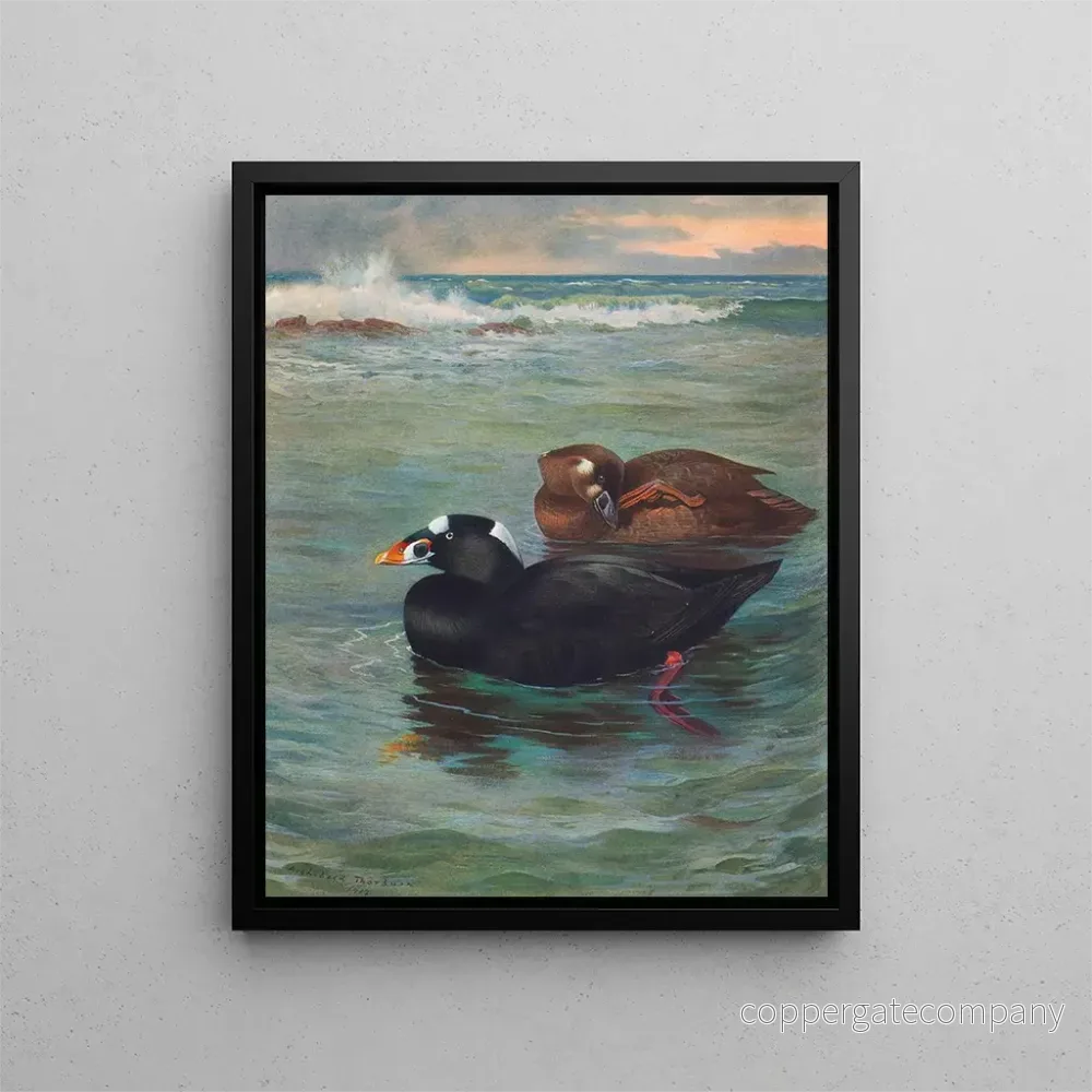 Målning Surf Scoter - Archibald Thorburn | Konsttryck