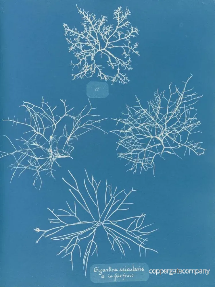 Målning Gigartina acicularis med vackra frukter - Anna Atkins - Bild 2
