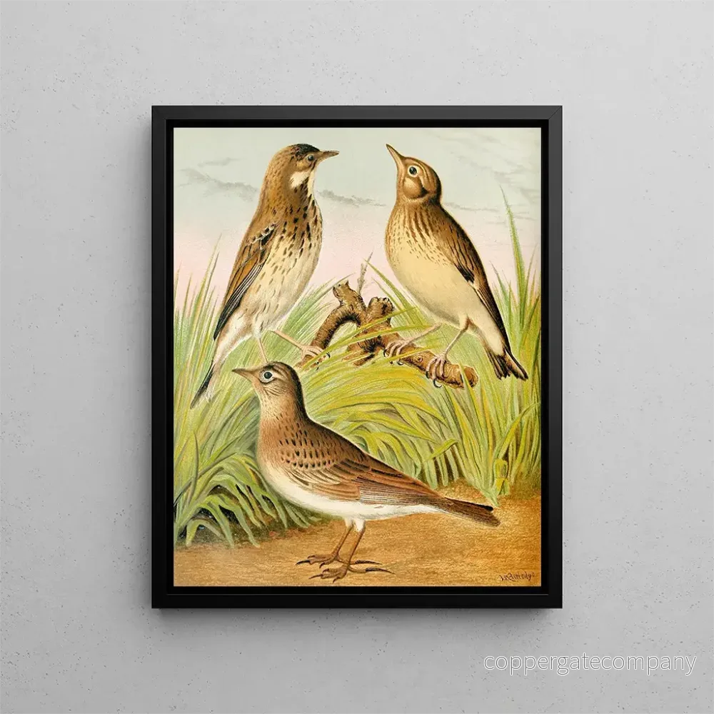 Målning Pipit des arbres, alouette, et lulu – W. A. Blakston | Konsttryck Målning Pipit des arbres, alouette, et lulu – W. A. Blakston | Konsttryck