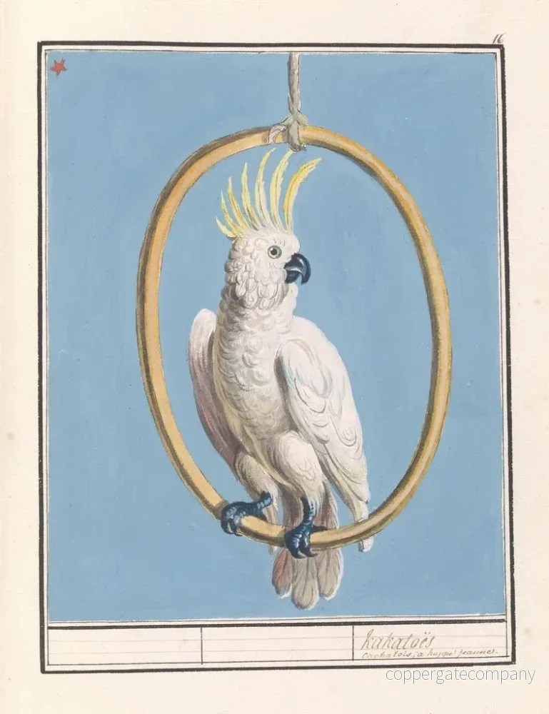 Målning Grote geelkuifkaketoe Cacatua galerita Kakatos - Anselmus Botius de Boodt - Bild 2