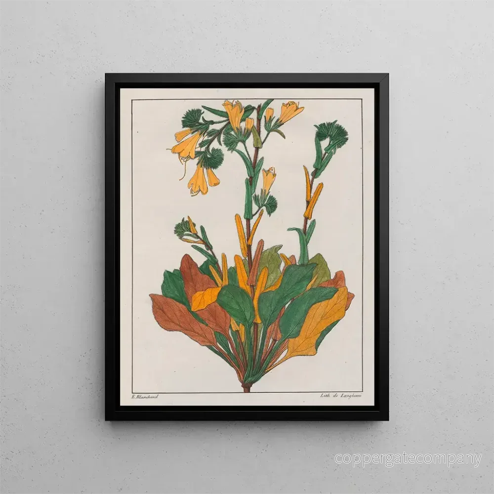 Målning Échius plantagineum - Auguste de Saint-Hilaire | Konsttryck