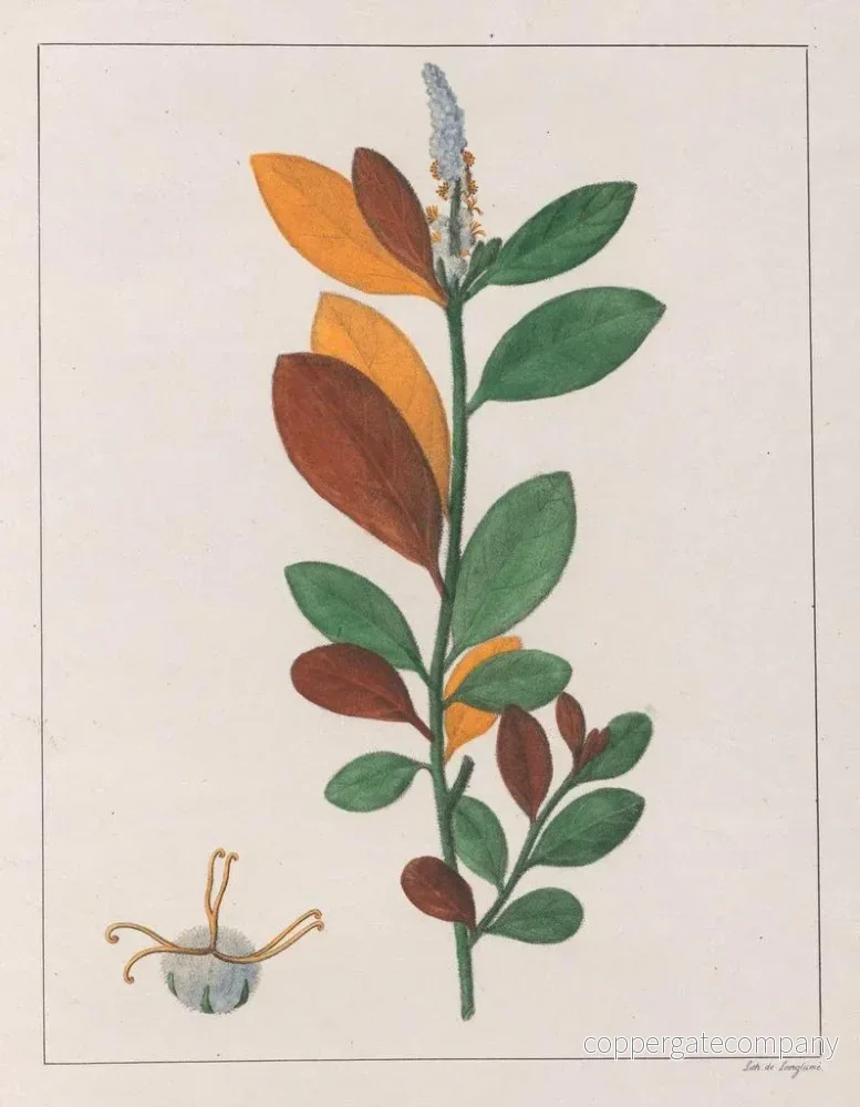 Målning Croton campestris - Auguste de Saint-Hilaire | Konsttryck - Bild 2