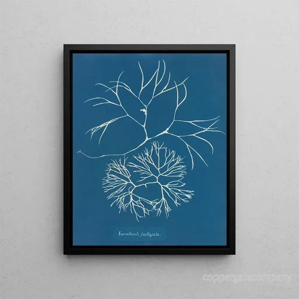 Målning Furcellaria fastigiata - Anna Atkins | Konsttryck