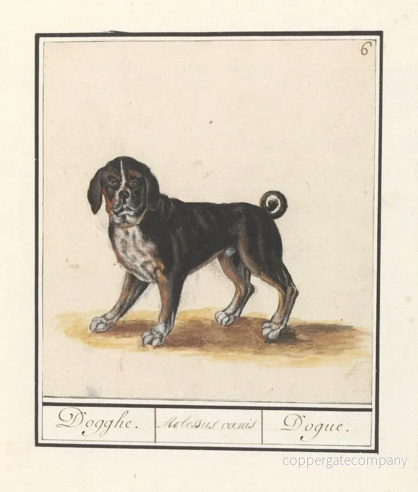Målning Hund Canis familj av vargar Dogghe Molossus canis Dogo - Anselmus Botius de Boodt | Konsttryck - Bild 2