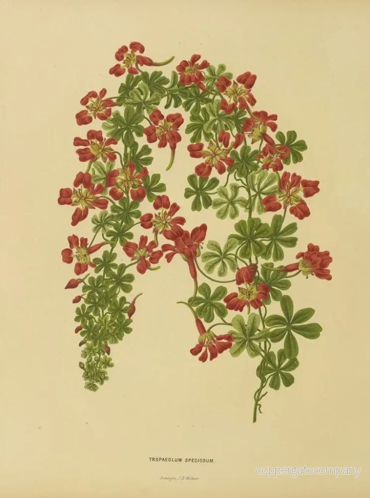 Målning Flore holländska och Pomone PL22 - Abraham Jacobus Wendel | Konsttryck - Bild 2