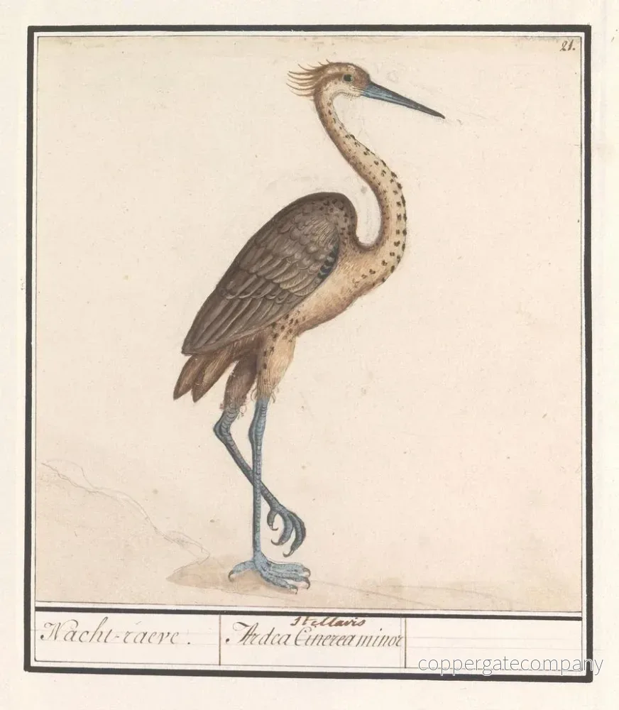 Målning Héron Ardea - Anselmus Botius de Boodt | Konsttryck - Bild 2