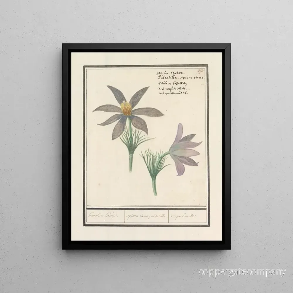 Målning Wildemanskruid Pulsatilla vulgaris Kruijd apium risus pulsatilla Coquelourdes – Anselmus Botius de Boodt Målning Wildemanskruid Pulsatilla vulgaris Kruijd apium risus pulsatilla Coquelourdes – Anselmus Botius de Boodt