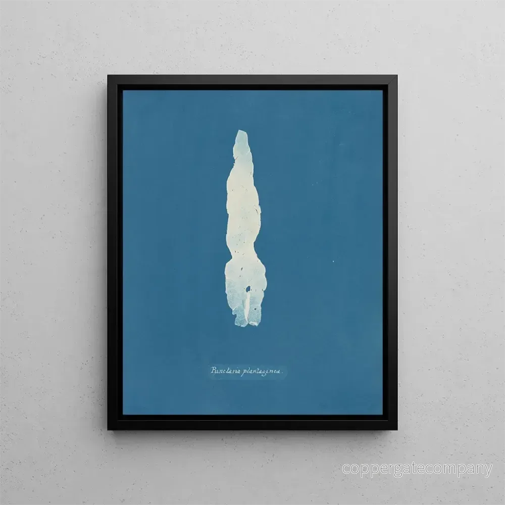 Målning av Punctaria plantaginea - Anna Atkins | Konsttryck