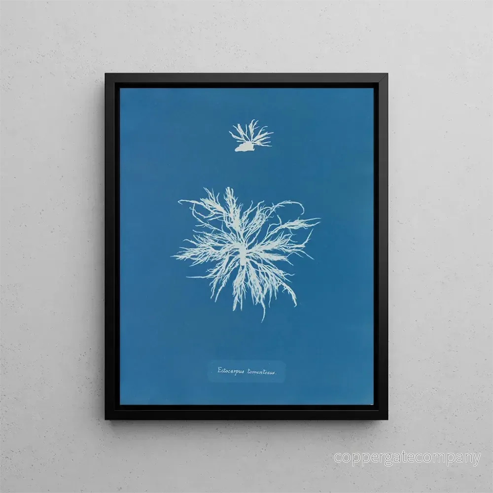 Målning Ectocarpus tomentosus - Anna Atkins | Konsttryck