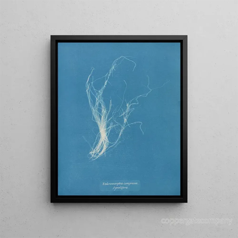 Målning Enteromorpha compressa - Anna Atkins | Konsttryck