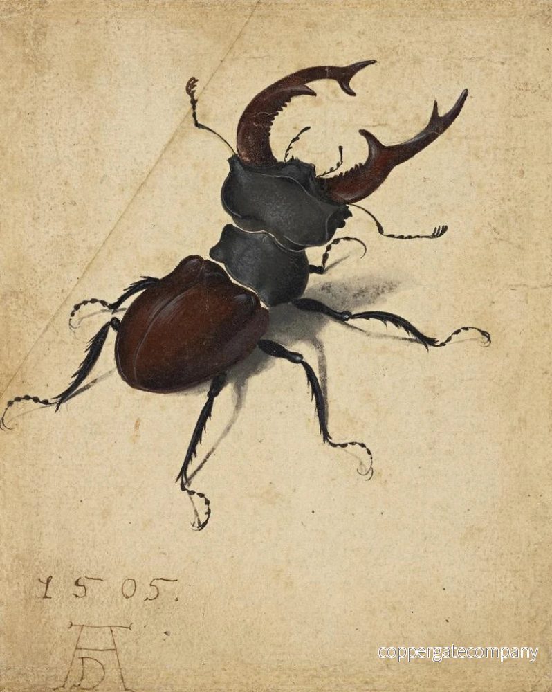 Målning Lucane cerf-volant - Albrecht Dürer | Konsttryck - Bild 2