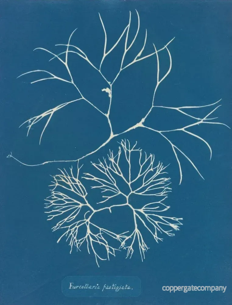Målning Furcellaria fastigiata - Anna Atkins | Konsttryck - Bild 2