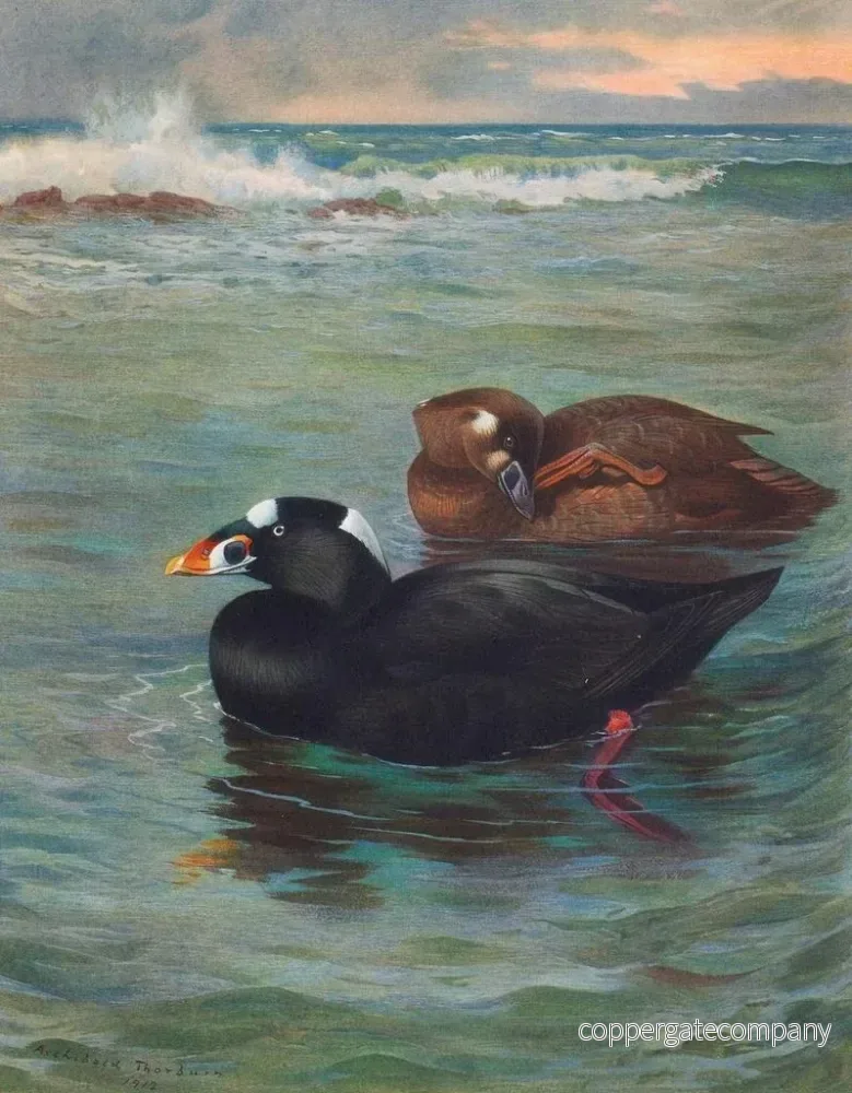 Målning Surf Scoter - Archibald Thorburn | Konsttryck - Bild 2