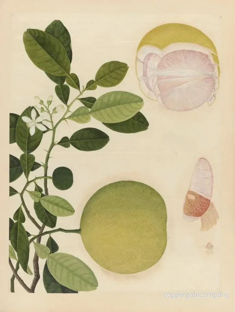 Målning Album d'aquarelles chinoises de fruits asiatiques Pl20 - Anonym | Konsttryck - Bild 2