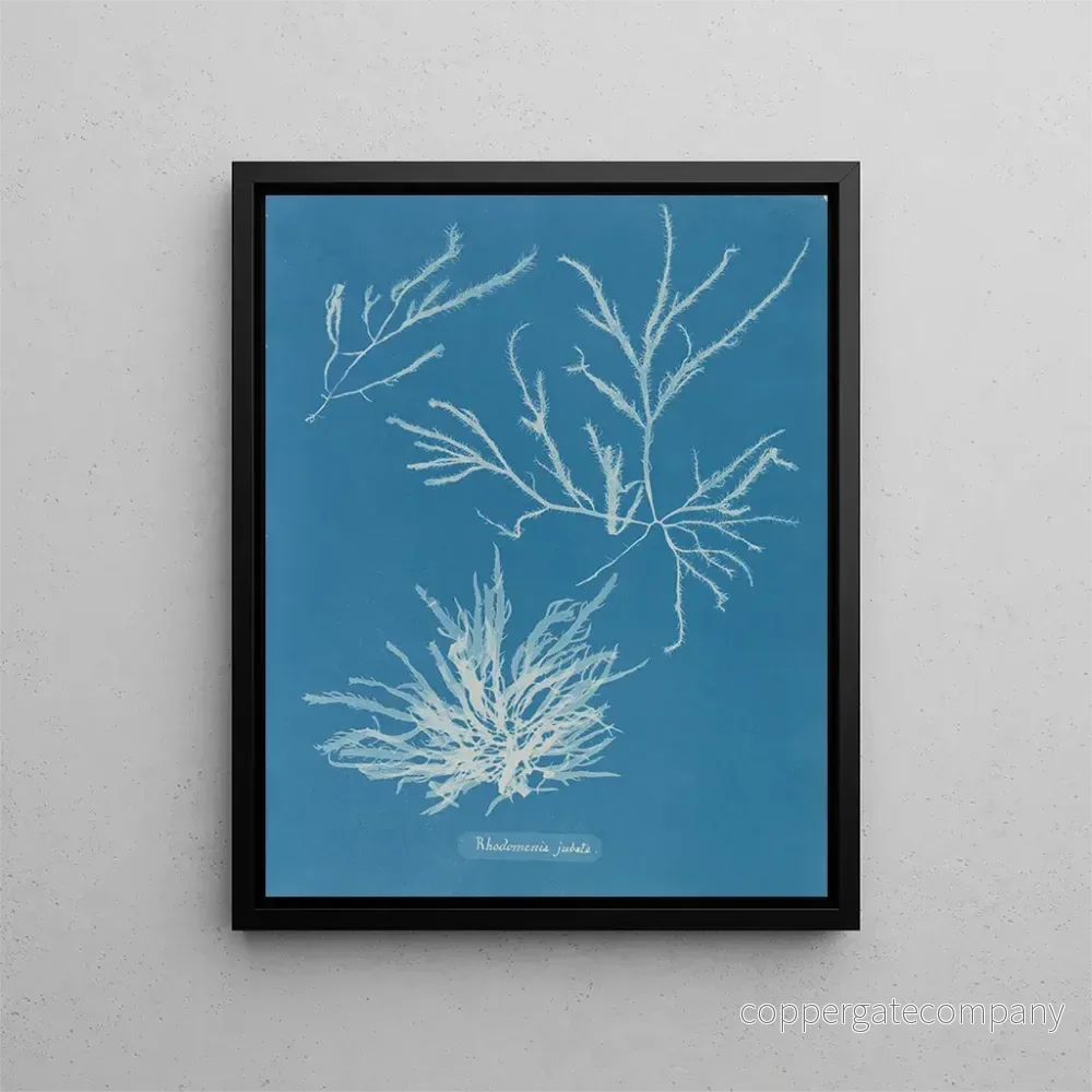 Målning Rhodoménie jubata - Anna Atkins | Konsttryck