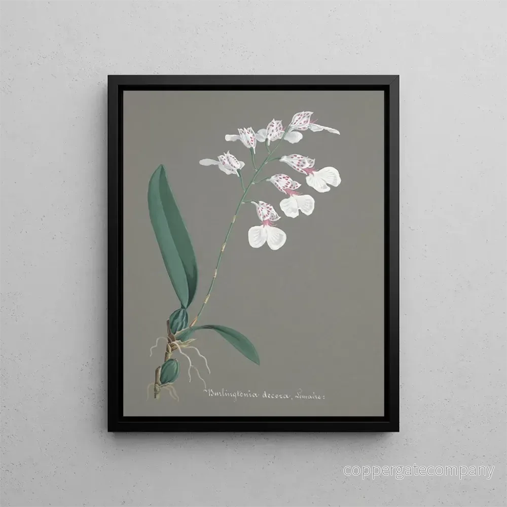 Målning Collection d'orchidées Pl79 - Anonym | Konsttryck