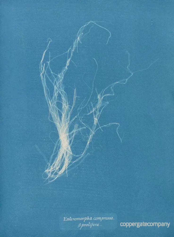 Målning Enteromorpha compressa - Anna Atkins | Konsttryck - Bild 2