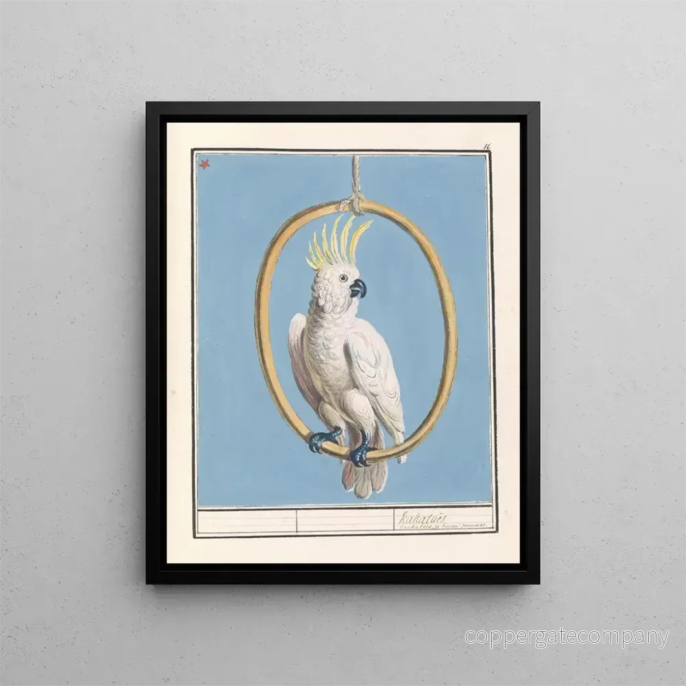 Målning Grote geelkuifkaketoe Cacatua galerita Kakatos – Anselmus Botius de Boodt Målning Grote geelkuifkaketoe Cacatua galerita Kakatos – Anselmus Botius de Boodt
