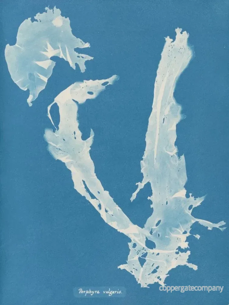 Målning Porphyra vulgaris - Anna Atkins | Konsttryck - Bild 2