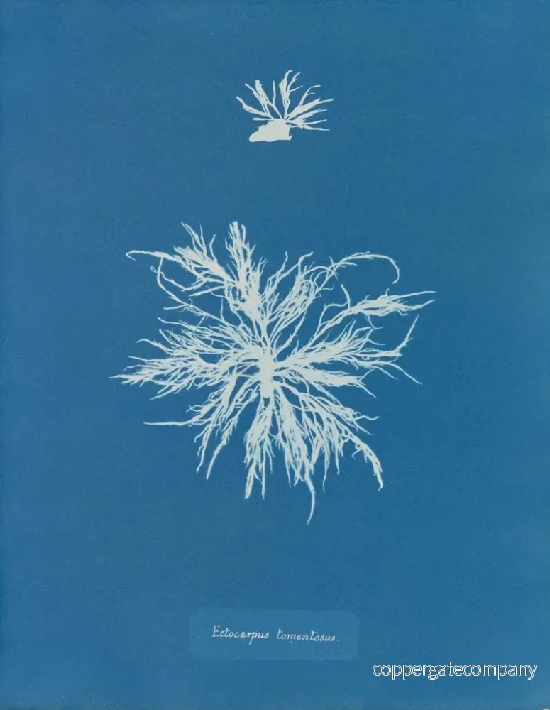 Målning Ectocarpus tomentosus - Anna Atkins | Konsttryck - Bild 2