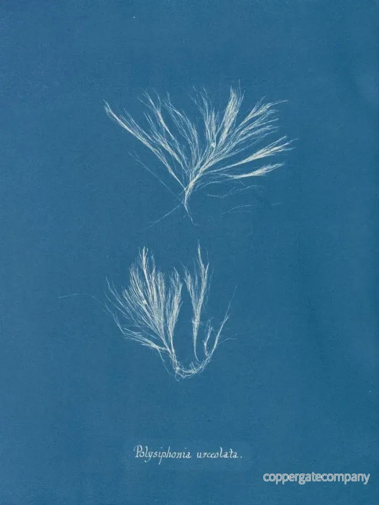 Målning Polysiphonia urceolata - Anna Atkins - Bild 2