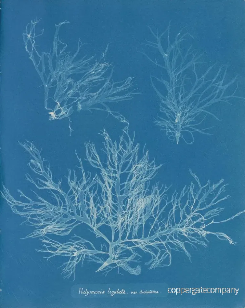 Målning Halymenia ligulata var. dichotome - Anna Atkins | Konsttryck - Bild 2