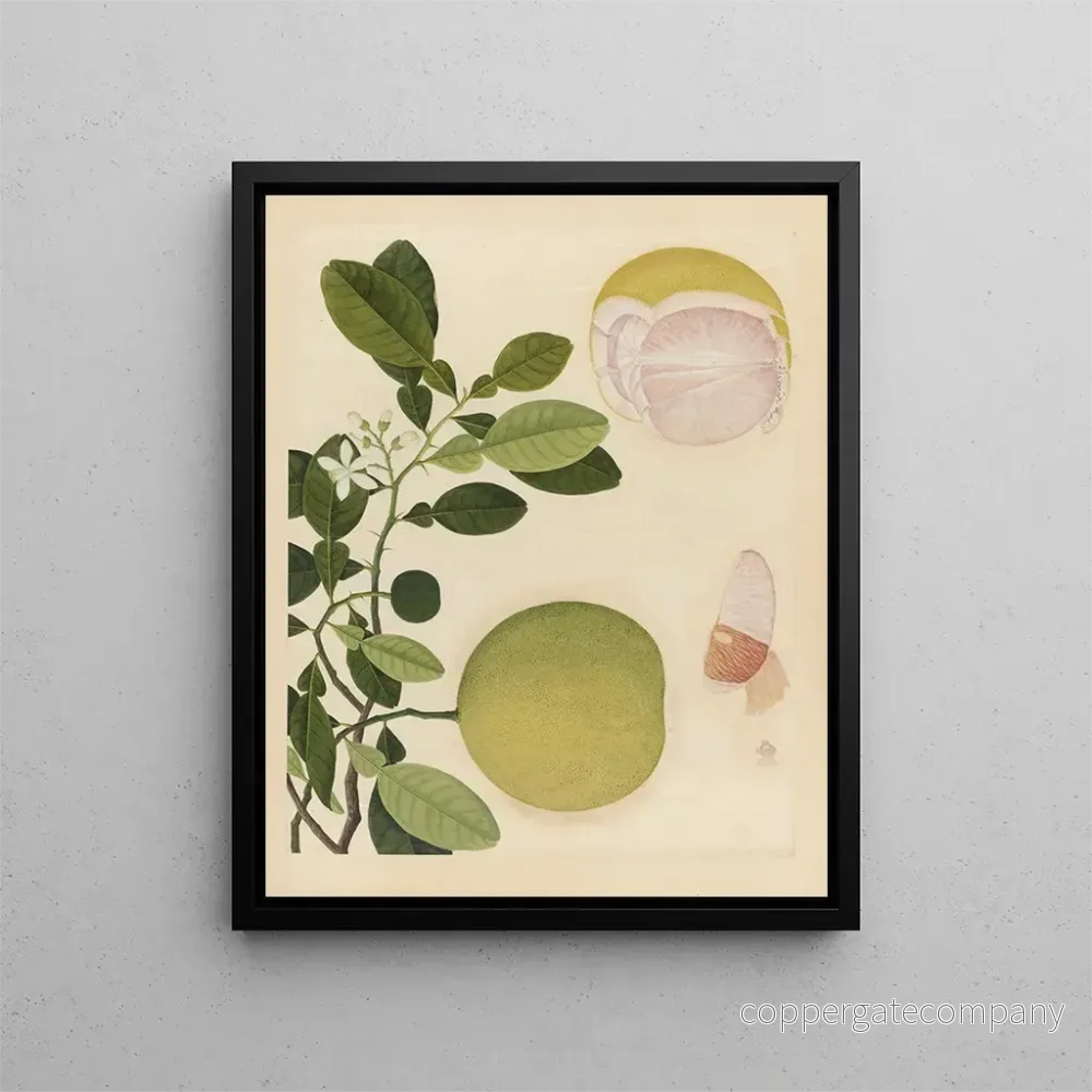 Målning Album d’aquarelles chinoises de fruits asiatiques Pl20 – Anonym | Konsttryck Målning Album d’aquarelles chinoises de fruits asiatiques Pl20 – Anonym | Konsttryck