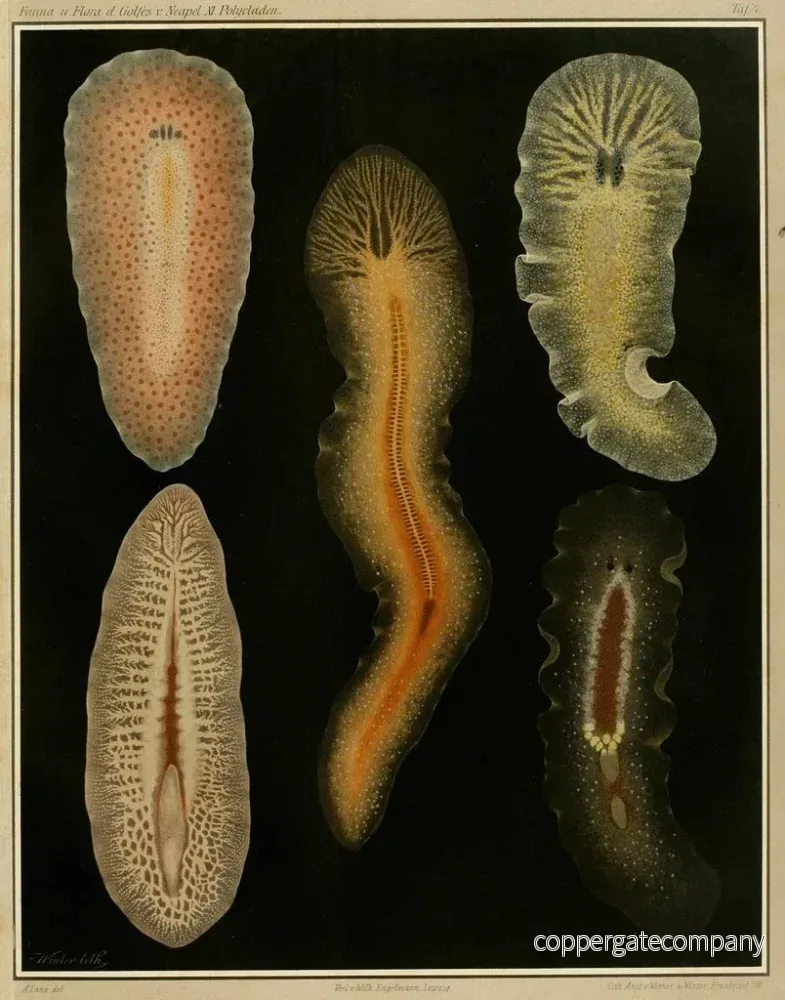 Målning Les polyclades du golfe de Naples et des zones maritimes adjacentes pl. 4 - Arnold Lang - Bild 2