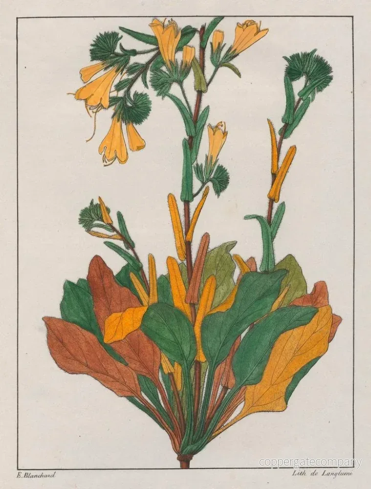 Målning Échius plantagineum - Auguste de Saint-Hilaire | Konsttryck - Bild 2