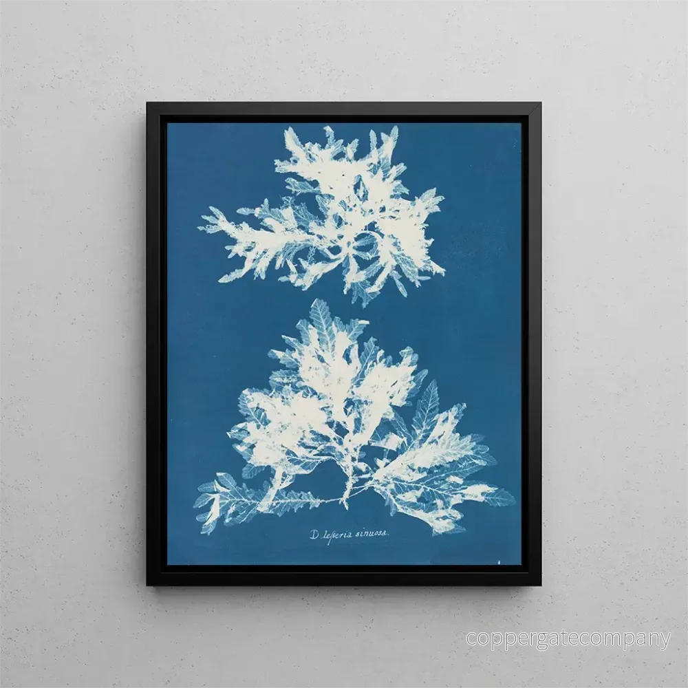 Målning Dénudité sinueuse – Anna Atkins | Konsttryck Målning Dénudité sinueuse – Anna Atkins | Konsttryck