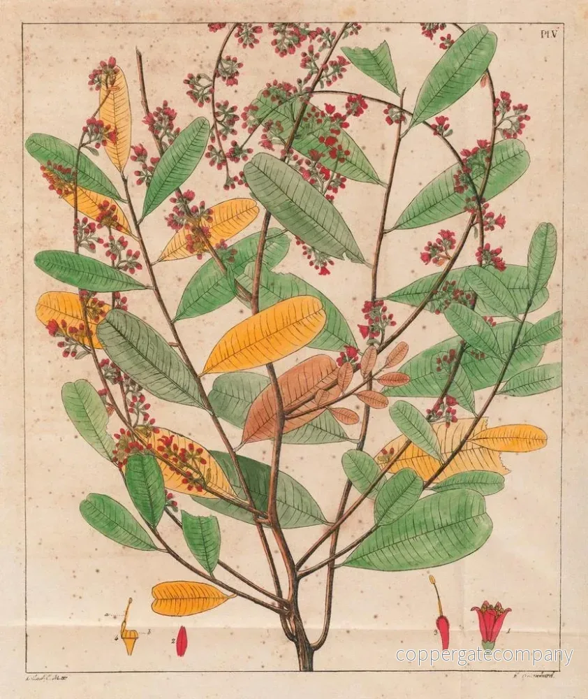 Målning Simaruba versicolor - Auguste de Saint-Hilaire | Konsttryck - Bild 2