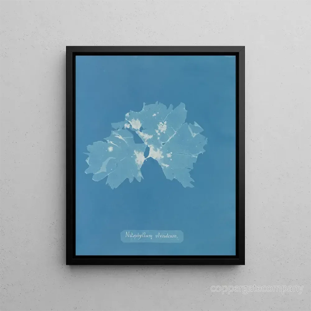 Målning Nitophyllum ulvoideum - Anna Atkins