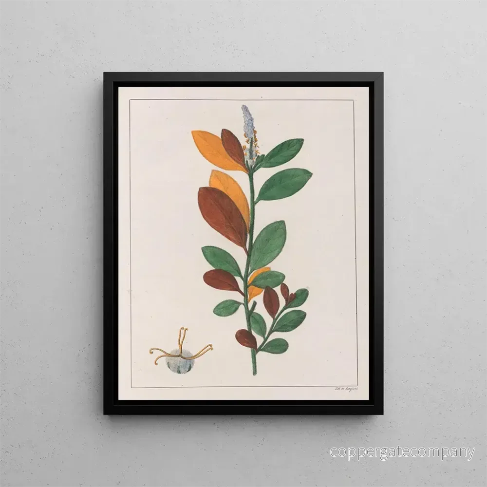 Målning Croton campestris - Auguste de Saint-Hilaire | Konsttryck